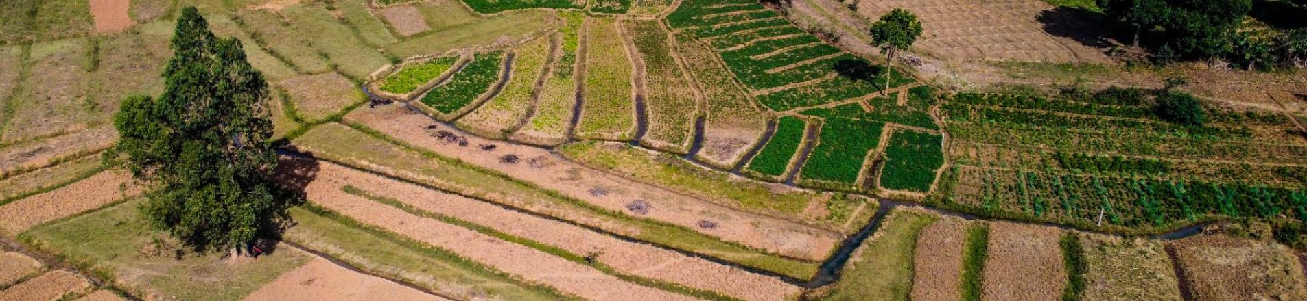 Rice field