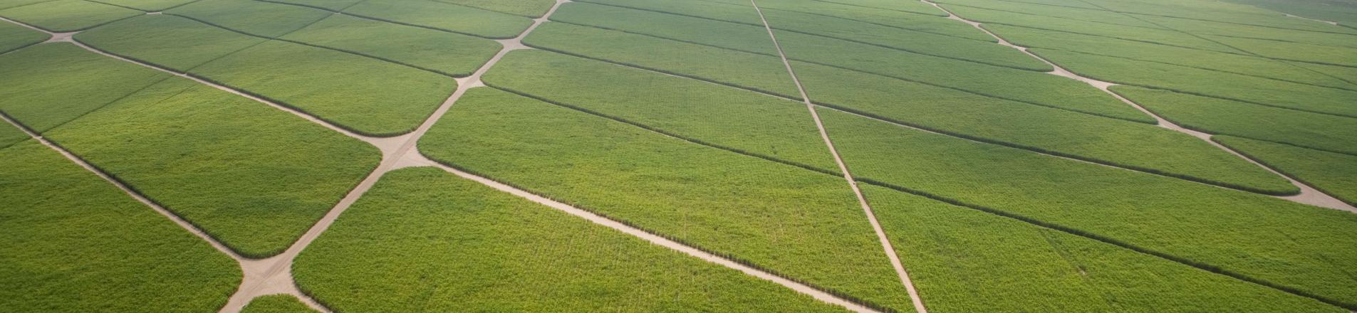agriculture in Peru