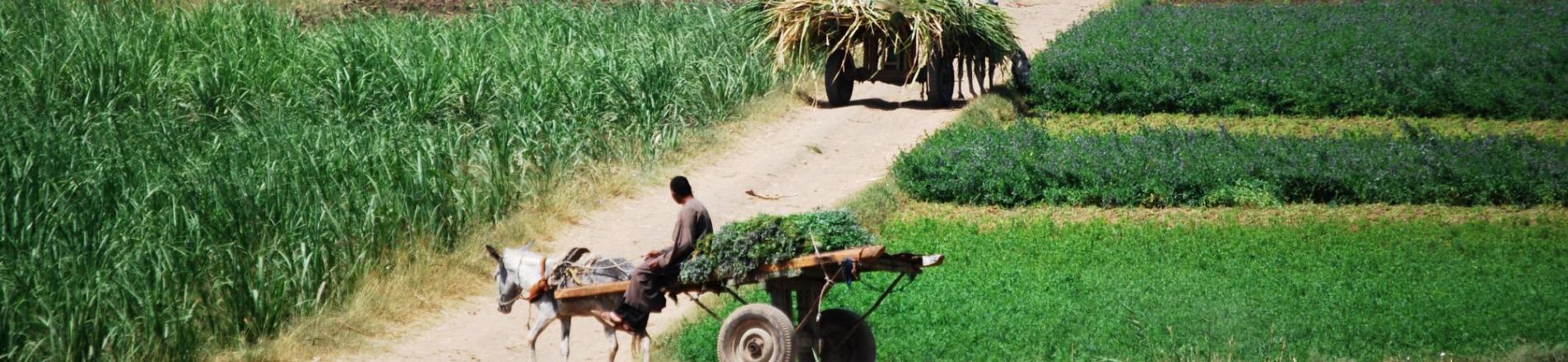 farm in Africa