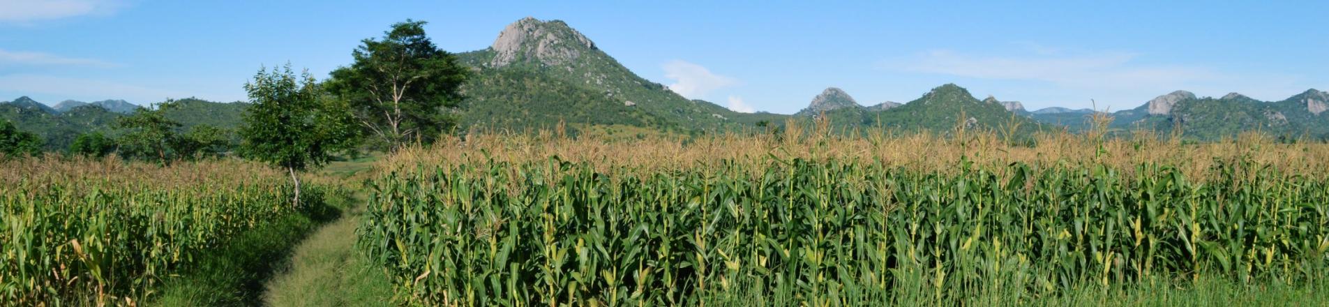 Malawi maize