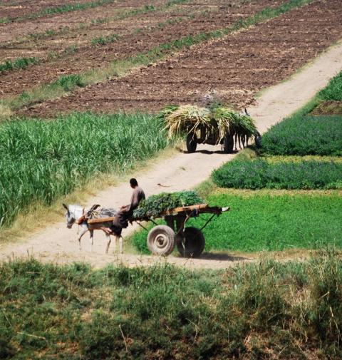 farm in Africa