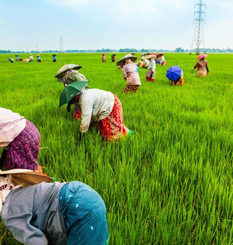 india farmers 