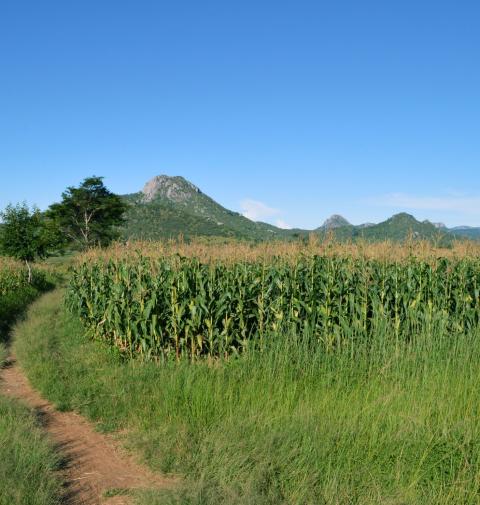 Malawi maize
