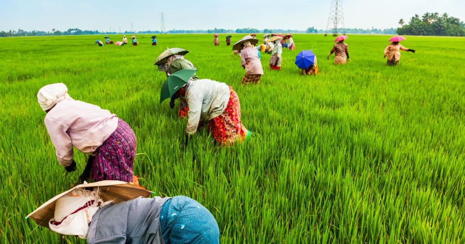 india farmers 