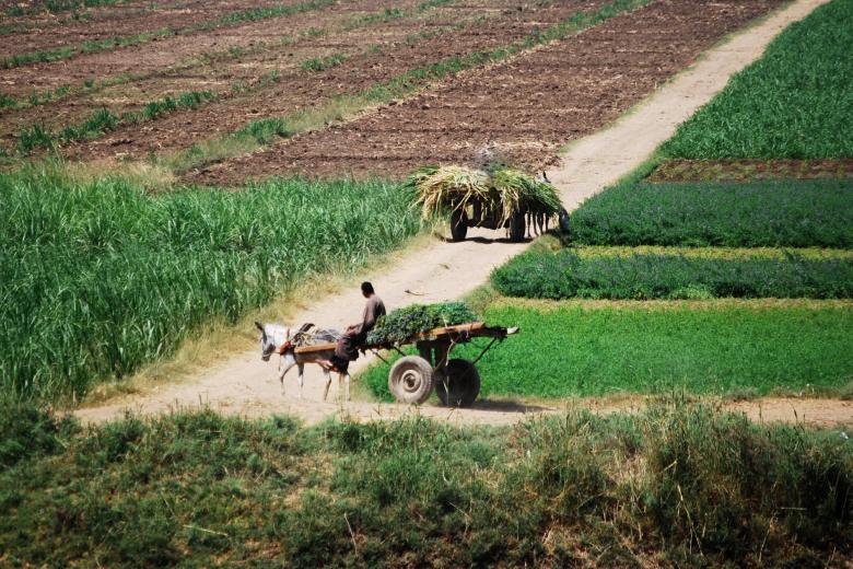 farm in Africa