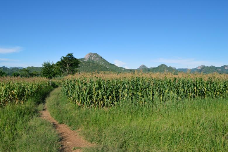 Malawi maize