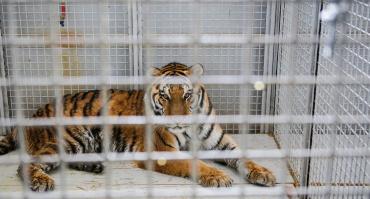 Tiger in cage