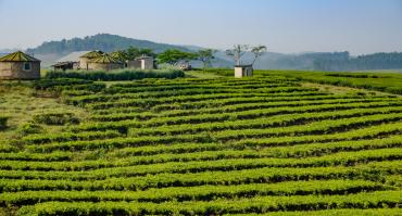 Farm in Uganda