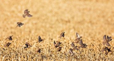 sparrows